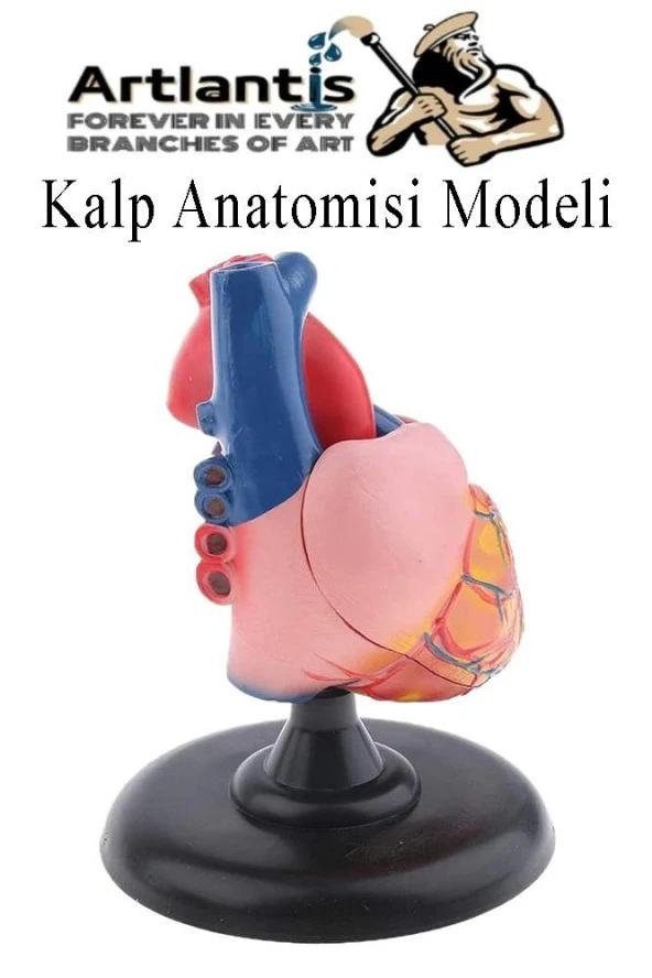 Kalp Modeli 2 Parça 1 Adet Gerçek Boy Kalp Anatomisi Modeli İnsan Kalp Modeli Renkli Bilim Deney Malzemesi ürün görseli 1