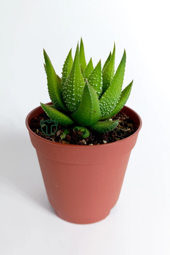 Haworthia Enon/Attenuata beyaz benekli bol yavru veren sukulent 5.5 cm kahverengi saksıda ürün görseli 1