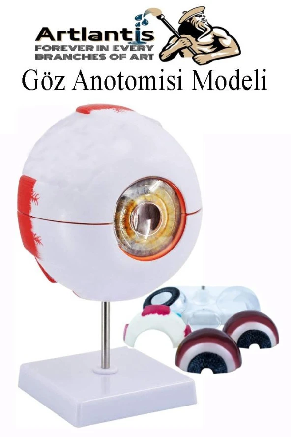 Göz Anatomisi Modeli 1 Adet İnsan Gözü Anatomik Modeli Deney Bilim ürün görseli 1