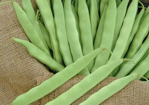 Gina (Green Line) Oturak Fasulye Tohumu 500 Gram ürün görseli 1