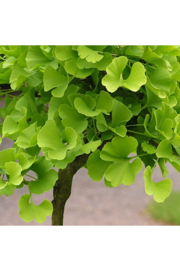 Ginkgo Biloba Fidanı 1 Yaş ürün görseli 1