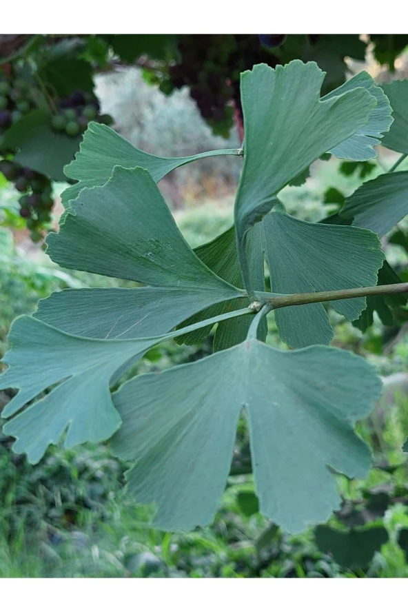 Ginkgo Biloba Yaprağı 100 gr Taze Yaprak ürün görseli 1