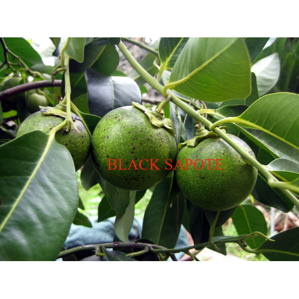 Black Sapote ( Çikolata Meyvesi Ağacı ) Fidanı 1 Yaş 15 Cm (2 ADET) ürün görseli 1