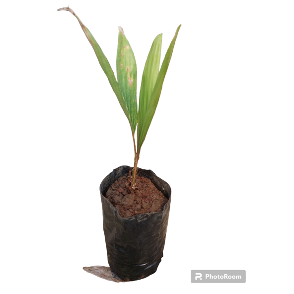 SNAKE FRUİT FİDANI 1 YAŞ 25 CM - Resim 2