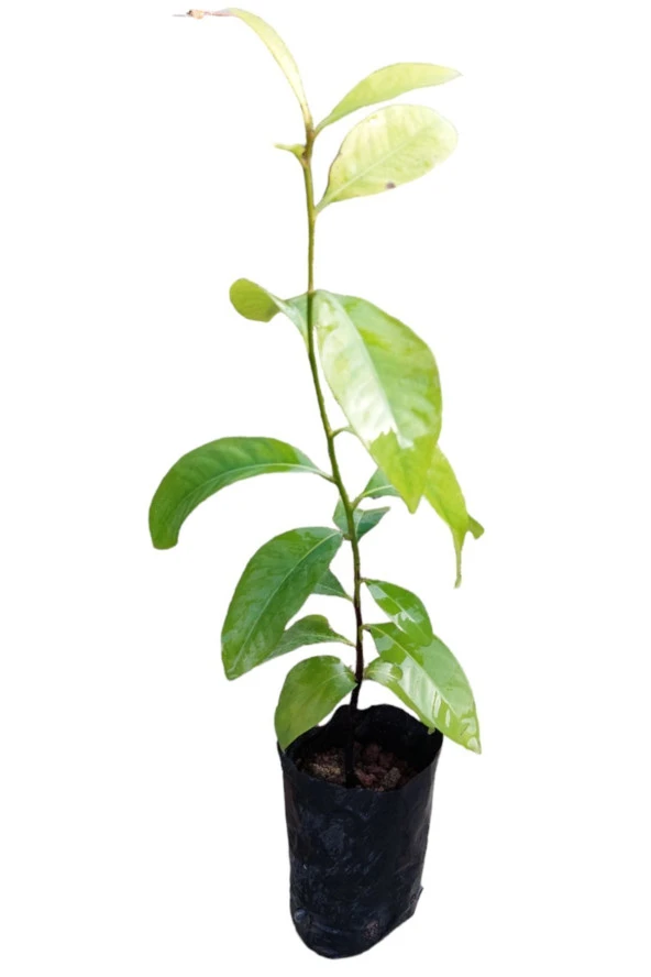 BLACK SAPOTE 3 YAŞ 40 CM ürün görseli 1