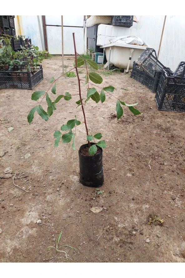 AŞISIZ KEÇİ BOYNUZU FİDANI 40 CM ürün görseli 1