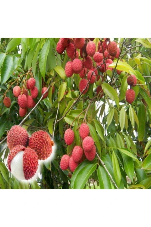 Aşılı Liçi Fidanı (LYCHEE, LİTCHİ) 7 Yaş 70 Cm ürün görseli 1