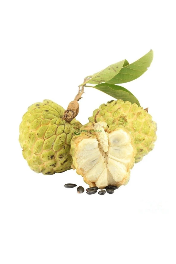 SUGAR APPLE FİDANI AŞISIZ 1 YAŞ 40 CM ürün görseli 1