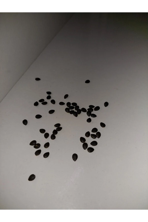 Passiflora Edilus Tohumu (50 Adet Taze Ve Çimlenme Garantili Tohum ürün görseli 1