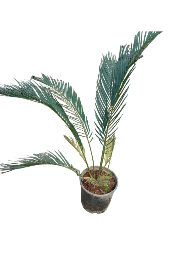 SİKAS BİTKİSİ 50 CM ürün görseli 1