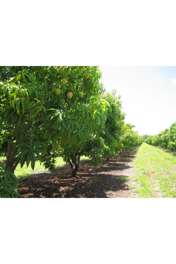KEITT MANGO FİDANI (4 YAŞ 90 CM VE ÜZERİ) Saksılı ürün görseli 1