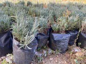 Lavanta Fidanı Saksıda 10-20 cm - Resim 3