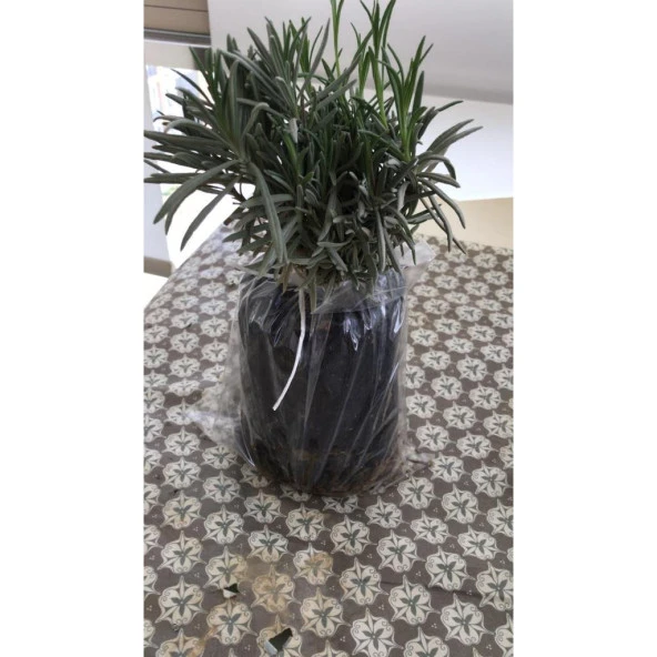 Bahçe Tipi Lavanta Fidanı 5 Adet 15-25 Cm İntermedia N11.27024 ürün görseli 1