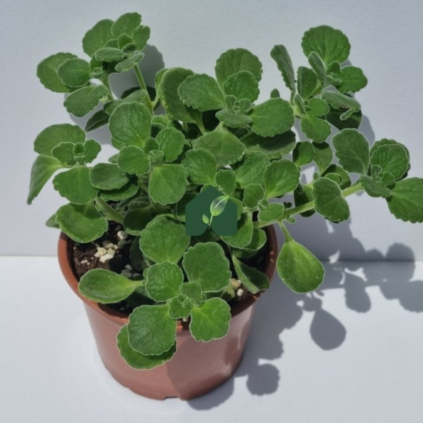 Küba Kekiği (Plectranthus amboinicus (Lour.) Spreng) ürün görseli 1
