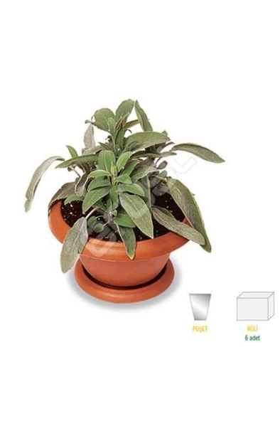 Adaçayı Fidanı Tüplü 1 Adet 10-20 Cm ürün görseli 1