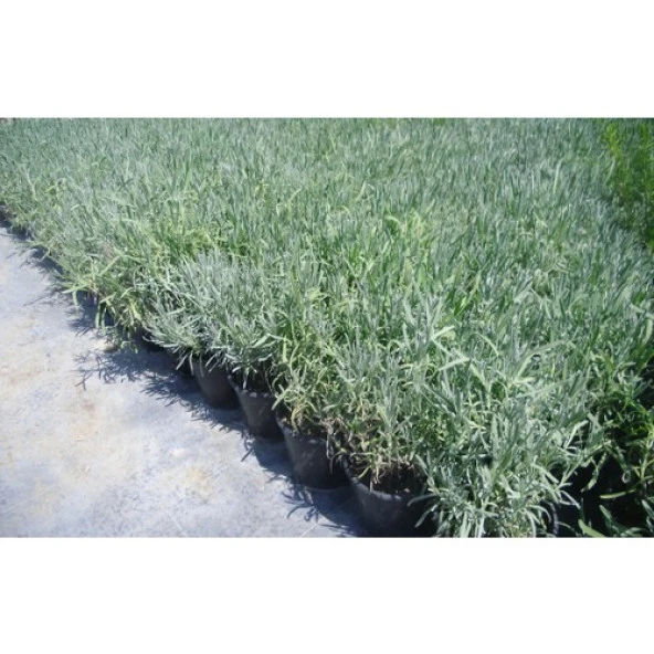 Saksılı Lavanta Fidanı 2 Adet 30-40 Cm lavandula İntermedia N11.27255 ürün görseli 1