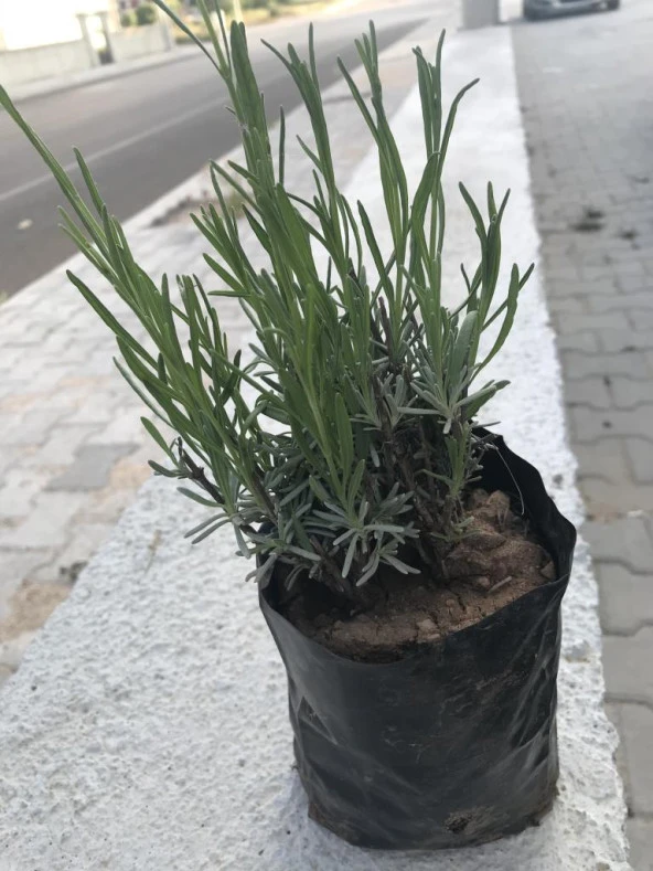 Lavanta Fidanı 4 Adet 15-25 Cm İntermedia N11.24069 ürün görseli 1