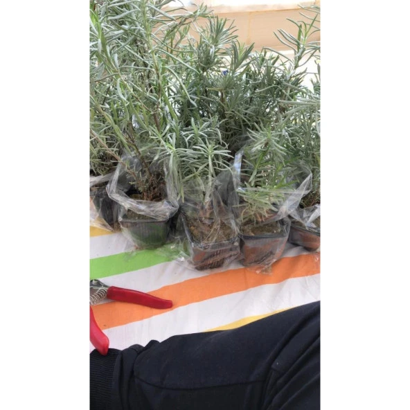 Saksı Tipi Lavanta Fidanı 5 Adet 5-15 Cm İntermedia ürün görseli 1