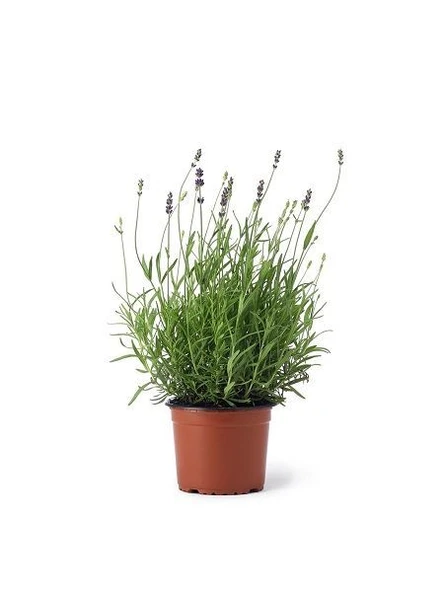 Lavanta Fidanı Fidesi 10-30 Cm ürün görseli 1