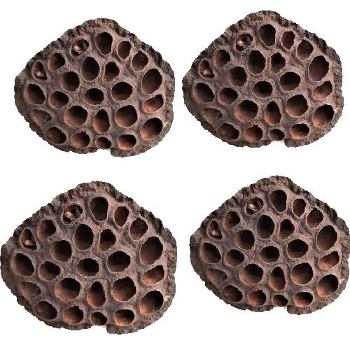 Nettenevime Succulent Lotus Plant Gerçek Lotus Çiçeği Kuru Çiçek 4 ADET ürün görseli 1