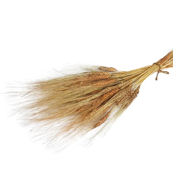 Nettenevime Kuru Çiçek Doğal Kahverengi Başak 35gram 1. Kalite Şoklanmış Bozulmaz ürün görseli 1