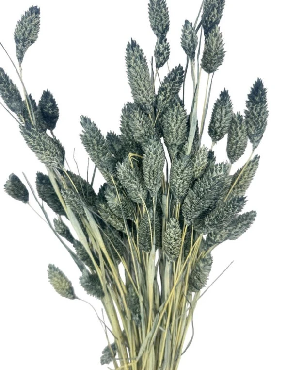 Nettenevime Kuru Çiçek Doğal Kuş Otu GRİ Renk 40-50gram 1. Kalite Şoklanmış Bozulmaz ürün görseli 1