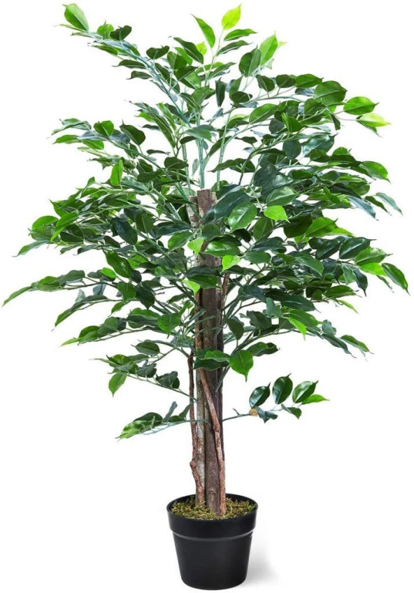 Nettenevime Yapay Ağaç Benjamin 2 Gövdeli Çalılı 120x70cm Siyah Plastik Saksılı ürün görseli 1