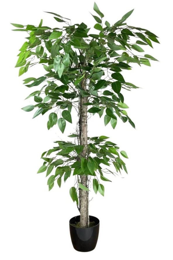 Nettenevime Yapay Ağaç Benjamin 2 Gövdeli Çalılı 2 Katlı 120x70cm Siyah Plastik Saksılı ürün görseli 1