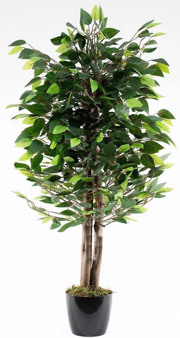 Nettenevime Yapay Ağaç Benjamin Yeşil 2 Gövdeli 110*70cm Siyah Plastik Saksılı ürün görseli 1
