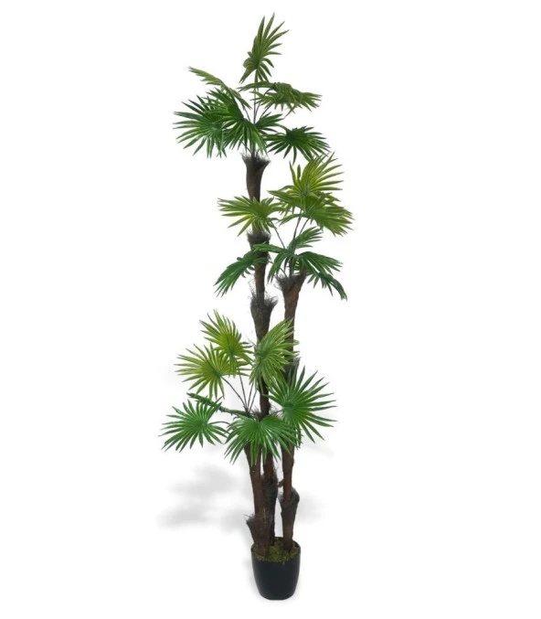 Nettenevime Yapay Ağaç Palmiye Fanpalm 3Katlı 24Yaprak Siyah Plastik Saksıda 165*65cm ürün görseli 1