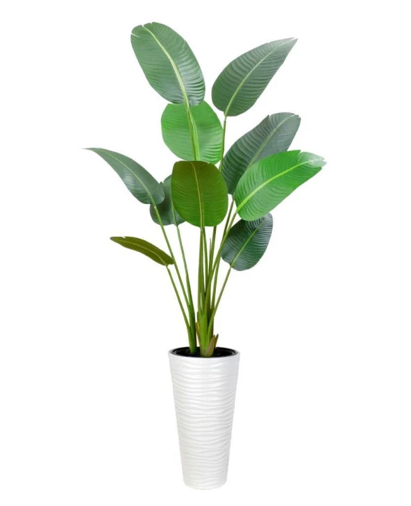 Nettenevime Yapay Ağacı Beyaz 57cm Uzun Kumsal Vazoda Muz Ağacı Yapay Starliçe 195cm 10 Yaprak ürün görseli 1