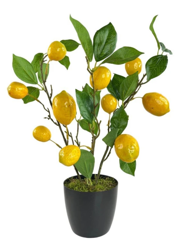 Nettenevime Yapay Limon Ağacı 40cm Gerçek Doku Siyah Plastik Saksılı Dekoratif Süs Çiçeği ürün görseli 1