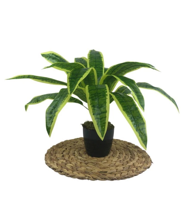 Nettenevime Yapay Çiçek Masengena Sansevieria 12 Dal 40*50cm Salon Çiçeği Plastik Siyah Saksılı Yapay Bitki ürün görseli 1