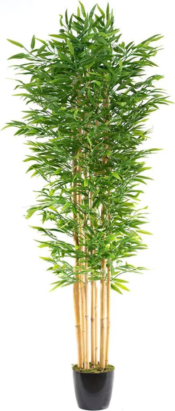 Nettenevime Yapay Bambu Ağacı 210cm Siyah Saksılı 7 dallı ürün görseli 1