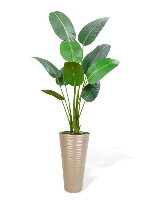 Nettenevime Yapay Ağacı Dore 57cm Uzun Kumsal Vazoda Muz Ağacı Yapay Starliçe 195cm 10 Yaprak ürün görseli 1