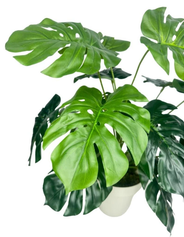 philodendron strawberry Variegated Philodendron Strawberry Shake Plant - Rare Collector Houseplant  - Live Plant for Gifts main image 1
