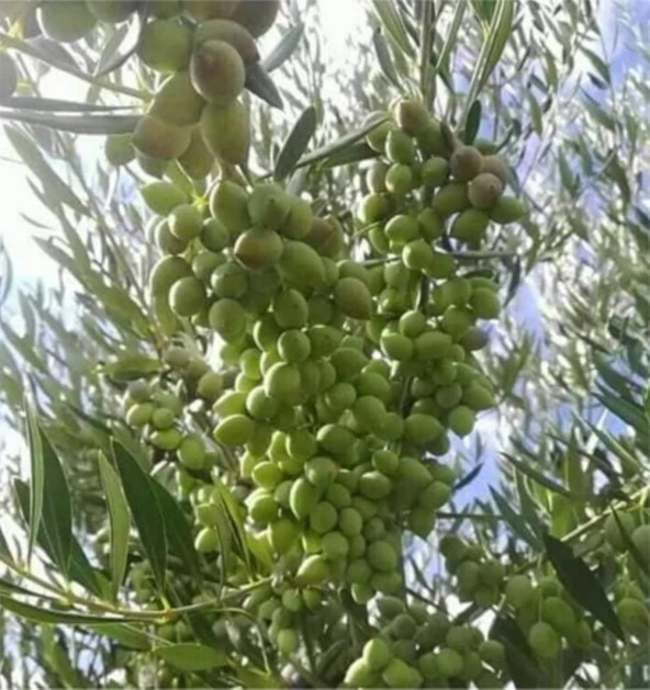 BOL MEYVELİ 4 YAŞ ÇOK VERİMLİ KORONEİKİ ZEYTİN FİDANI BOY 120-150 CM ürün görseli 1