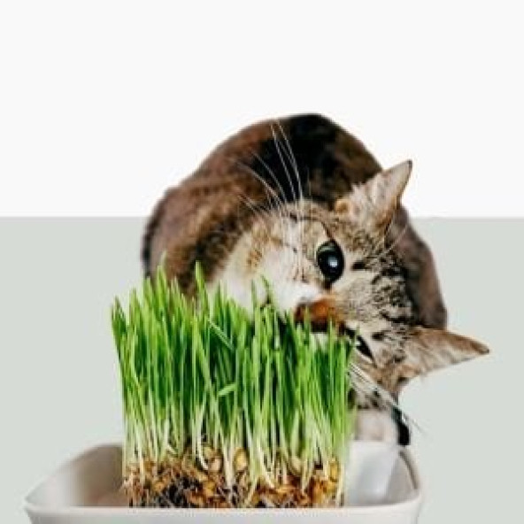 Kedi çimi 1 adet top hediye ürün görseli 1