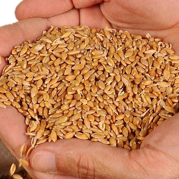 KASTAMONU SİYEZ BUĞDAYI TANELİ 1KG - Resim 2