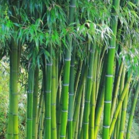 Bambu Ağacı Tohumu Ekim Seti - Resim 2