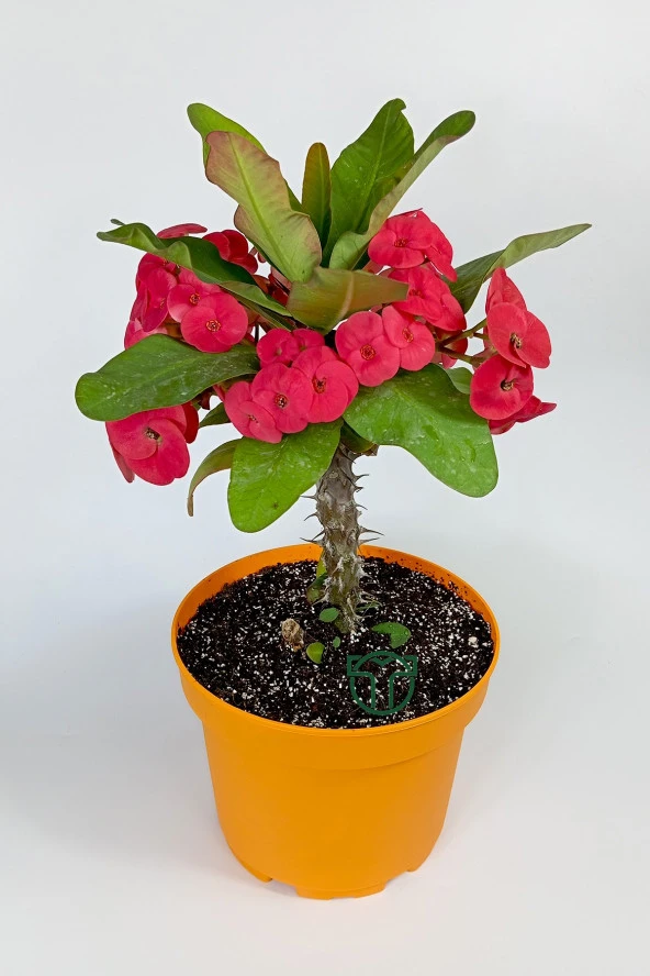 Euphorbia Milii (eforbia) büyük çiçekli dikenler tacı koyu pembe 30cm-40cm boy ürün görseli 1