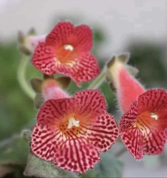 Koleksiyonluk Olla Mm's 0119 Kohleria Japon Küpelisi Çiçeği Fidesi (Mini Potta) ürün görseli 1