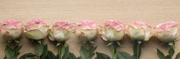 Pembe Beyaz Güller - Kanvas Tablo ürün görseli 1