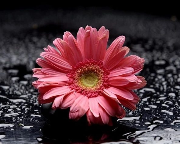 Pembe Gerbera - Kanvas Tablo ürün görseli 1