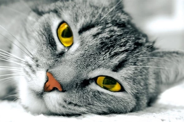 Sarı Gözlü Kedi - Kanvas Tablo ürün görseli 1