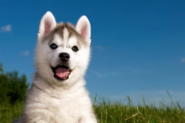 Husky Yavrusu - Kanvas Tablo ürün görseli 1