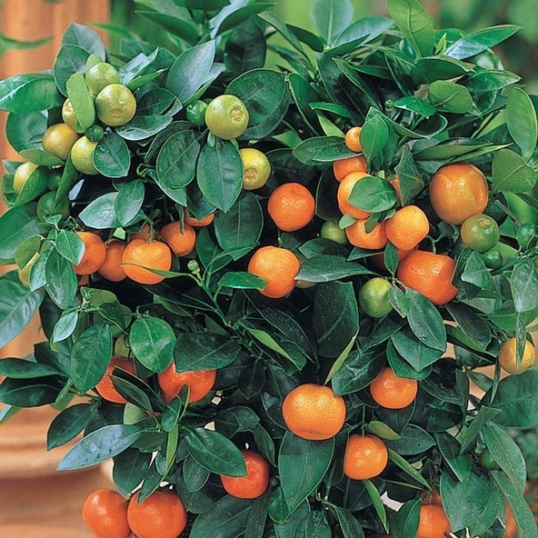 6 Yaş Aşılı Calamondin Süs Mandalinası Fidanı, Saksıda ürün görseli 1