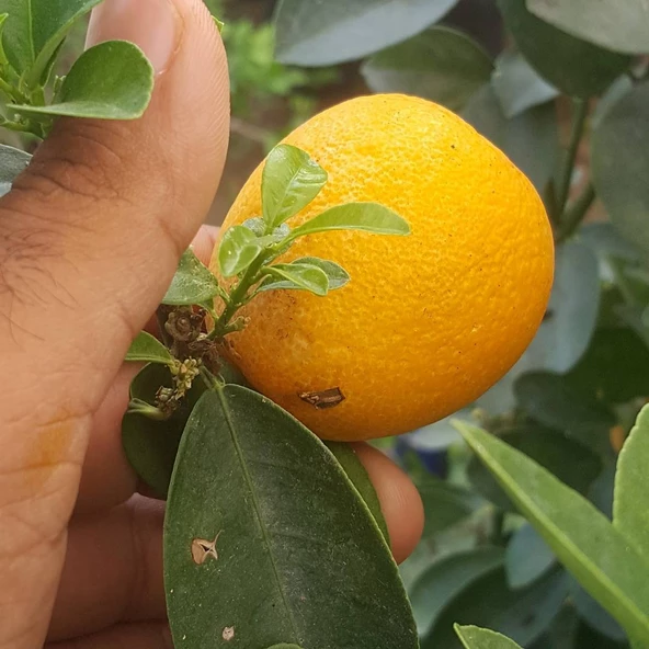 5 Yaş Aşılı İri Kamkat Obovata Erkenci Kamkat Fidanı, Torbada ürün görseli 1