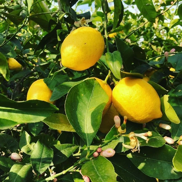 7 Yaş Aşılı Yediveren Limon Fidanı, Saksıda ürün görseli 1