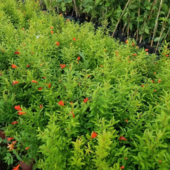 Bodur Süs Narı Fidanı, Saksıda - Resim 4